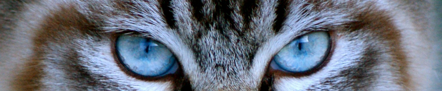 HEADER RCS Header HEADER RCS Header 1500x310